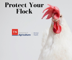 Protect Your Flock Protect Your Flock