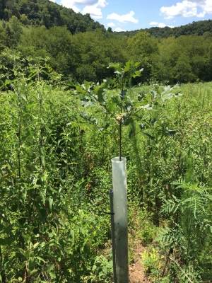 Bur Oak Sapling Bur Oak Sapling