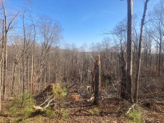 Natchez Trace State Forest Tornado Damage