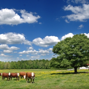Tennessee Cattle Tennessee Cattle