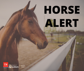 Horse Health Alert Horse Health Alert