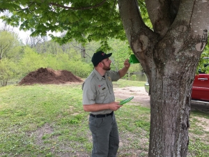 Forester Checks Spongy Moth Trap Forester Checks Spongy Moth Trap