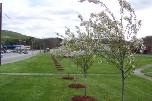 Urban Forest Enhancement in Johnson City