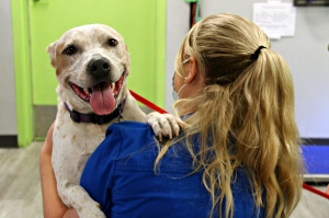 Pet Community Center in Nashville
