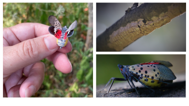 Spotted Lanternfly in Davidson Co TN