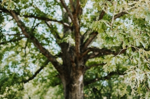 Tennessee White Oak Tree Tennessee White Oak Tree