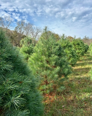 Tennessee Christmas Trees Tennessee Christmas Trees