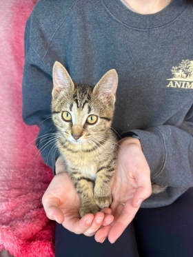 Animal Friendly Grants Available Animal Friendly Grants Available