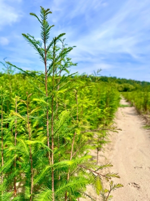 Tennessee Seedling Nursery