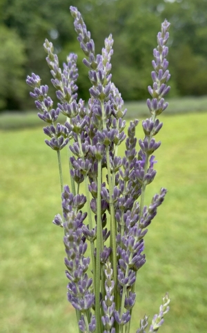 Tennessee Specialty Crop Block Grants Awarded, lavender project