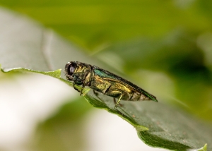 Emerald Ash Borer Emerald Ash Borer