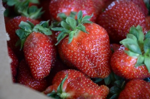 Tennessee Strawberries