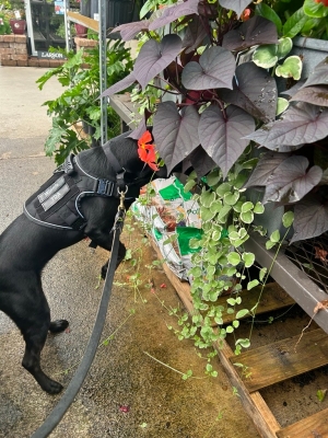 Plant Certification Detection Dog Working at Plant Retailer Plant Certification Detection Dog Working at Plant Retailer