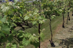 Tennessee white grape vineyard Tennessee white grape vineyard