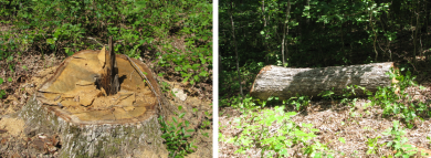 Timber Theft Case Ends with Restitution for Henry County Landowner