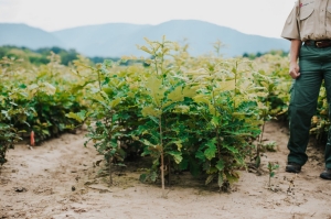 Division of Forestry Nursery Opens for Tree Seedling Orders Sept. 1 Division of Forestry Nursery Opens for Tree Seedling Orders Sept. 1