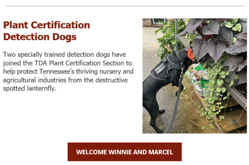 Tennessee Agriculture Adds Detection Dogs to Plant Certification Section to Sniff Out Invasive Pest