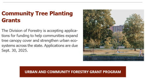 Community Tree Planting Grant Applications Now Open