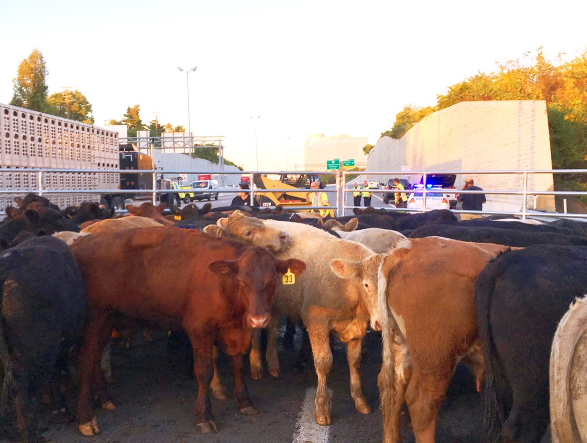 Cattle rounded up in a temporary pen after DART rescue