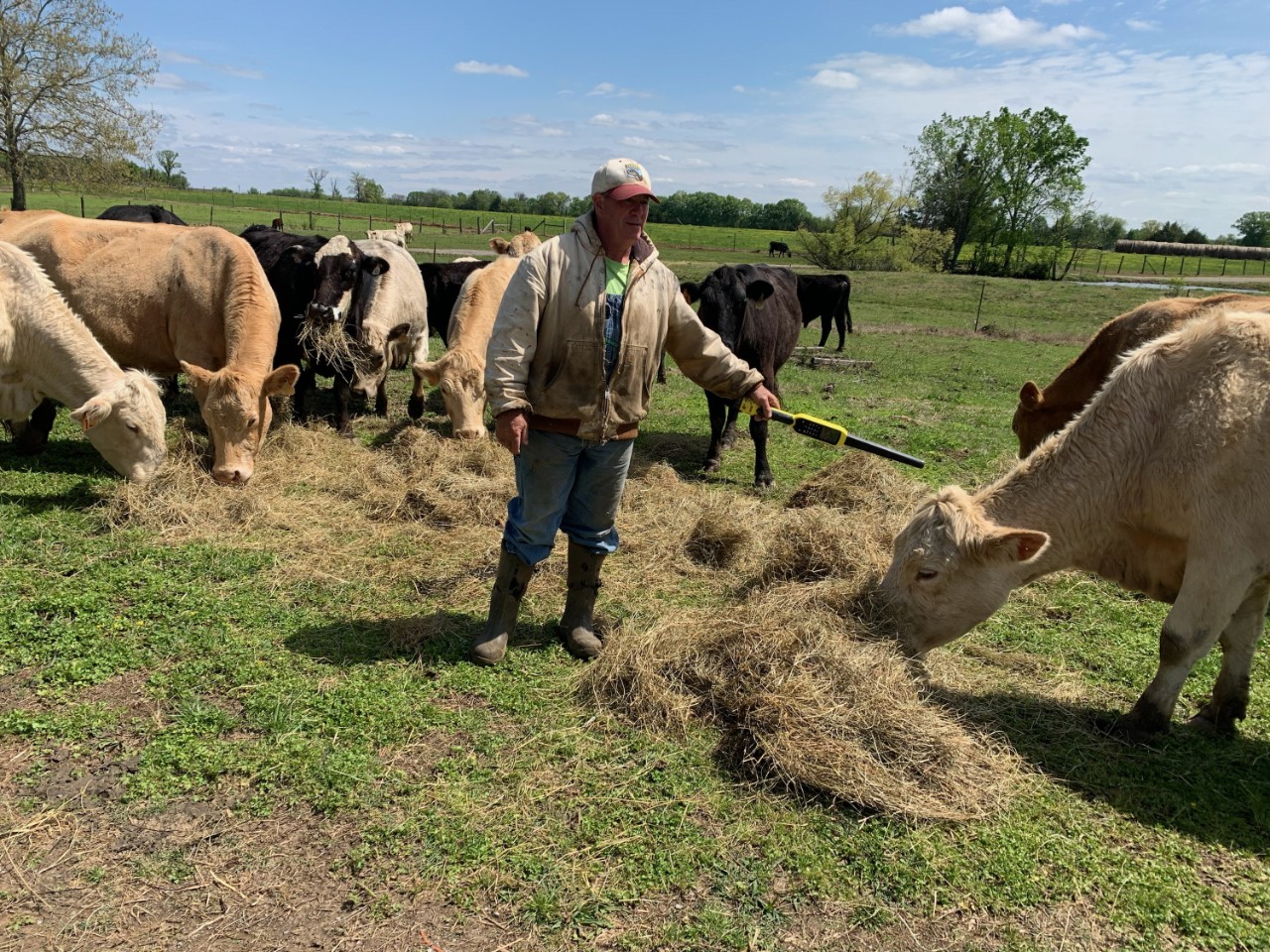 Jason “sees” the cattle tags with his digital wand. A man stands in a field by several cows, waving a digital “wand” or stick near one of the cows