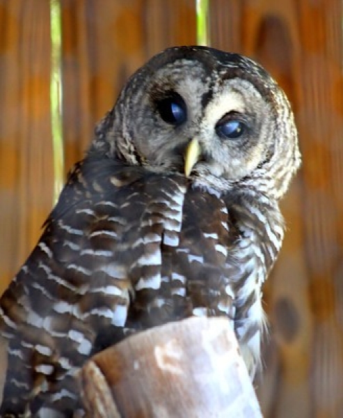 Owl A barred owl perches on a wooden post, gazing slightly to the side with its dark, reflective eyes. Its plumage is a mix of brown, white, and gray, with intricate horizontal and vertical barring patterns across its body. The owl’s sharp, curved beak is pale yellow, contrasting with the darker feathers around its face. The background consists of blurred wooden planks, suggesting a natural or enclosed setting.