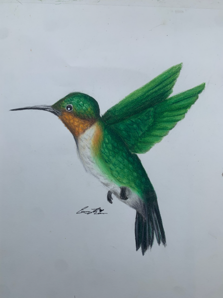 A realistic colored pencil drawing of a hummingbird in mid-flight against a plain white background. The bird has vibrant green feathers, a bright orange patch on its throat, and a white underbelly. Its wings are spread wide, showing detailed shading and texture. The long, slender beak extends forward, and its small black eye adds a lifelike touch. Below the hummingbird is the artist’s signature.