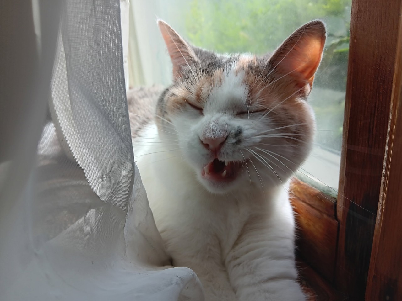 A close-up photo shows a cat resting by a window, its face filling most of the frame. The cat has white fur with light orange and gray patches, closed eyes, and an open mouth as if mid-meow or yawn. Soft sunlight highlights its fur, while a sheer curtain and wooden window frame sit on either side.