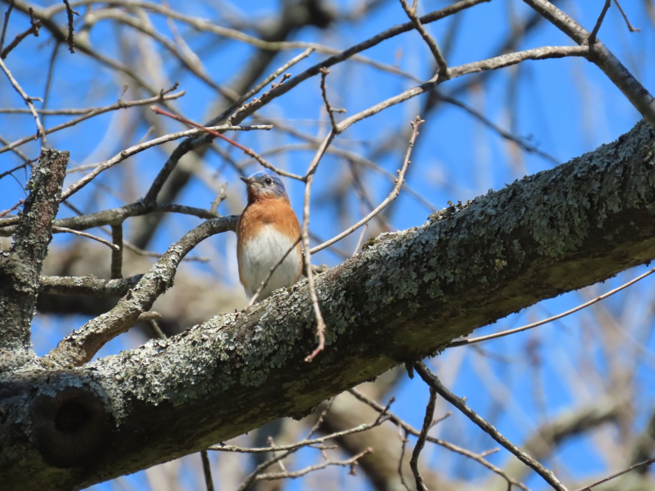 A small Eastern Bluebird sits on a thick tree branch, surrounded by thin, bare twigs. The bird has a blue head, warm orange chest, and white belly. It stands out against a bright blue sky. Rough bark and patches of lichen cover the branch, adding texture to the scene. it looks like a male, since the colors are vivid and well-defined.