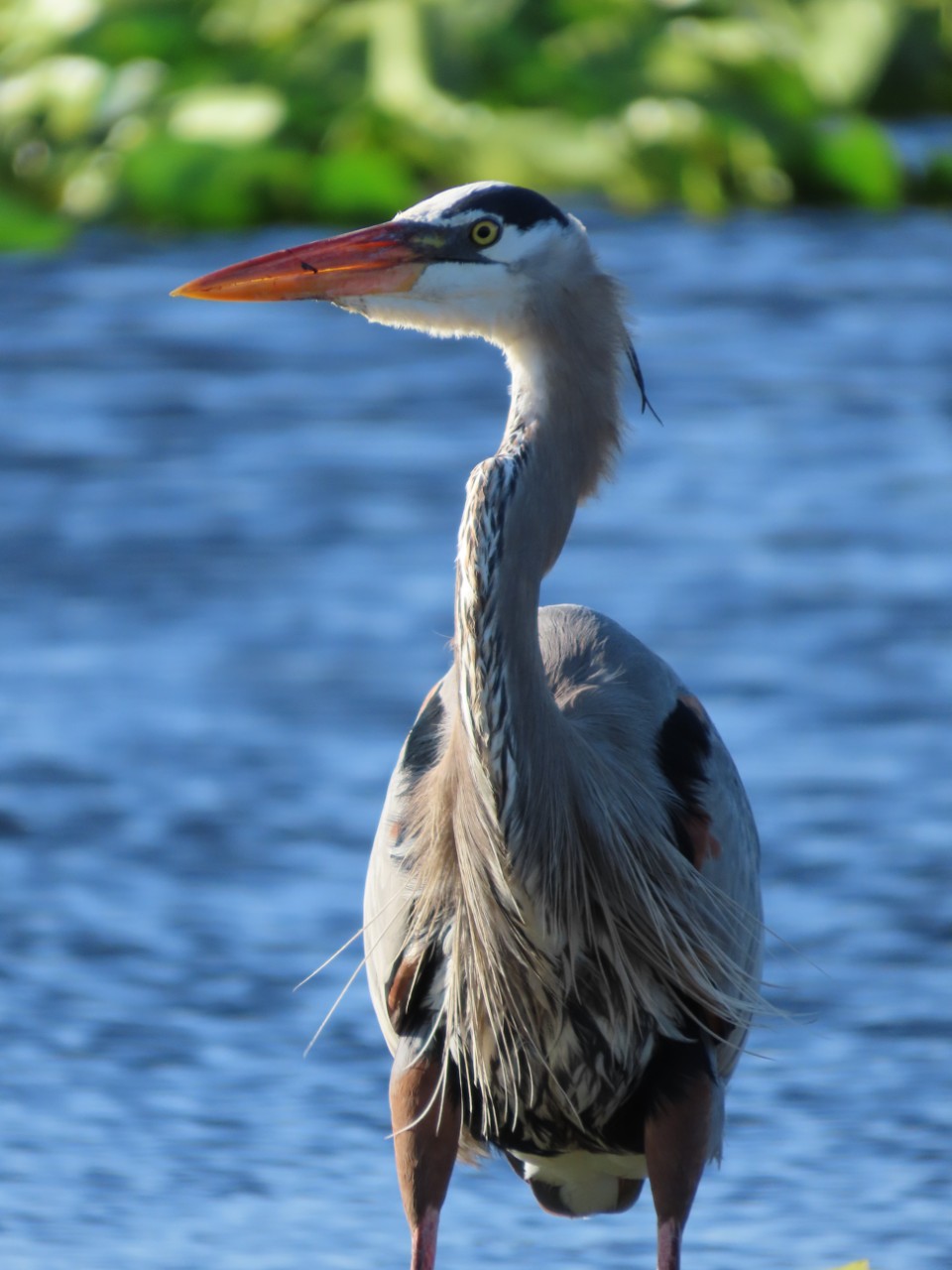 A tall heron stands in shallow water, facing left with its long neck stretched upward. It has a sharp orange beak, pale gray feathers, and dark markings along its head and wings. The water behind it is softly blurred, making the bird’s detailed feathers and thin legs stand out clearly.
