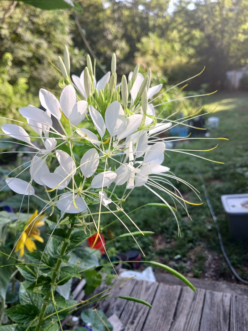 A close-up photograph shows a cluster of white spider flowers rising in front of a soft green garden background. Thin stamens stretch outward in many directions, giving the flower a light, spiky shape. Bright sunlight highlights the smooth petals and makes the flower stand out clearly from the blurred background.
