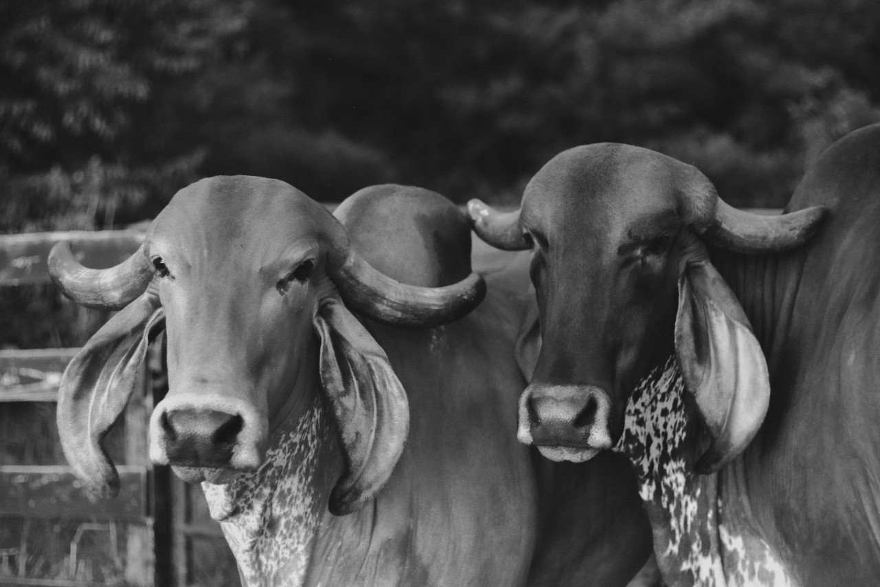 A black-and-white photograph shows two cows standing close together and facing the camera. Their large ears hang down beside their faces, and their curved horns stretch outward to each side. Soft focus and lack of color emphasizes the smooth contours of their faces and the speckled pattern along their necks.