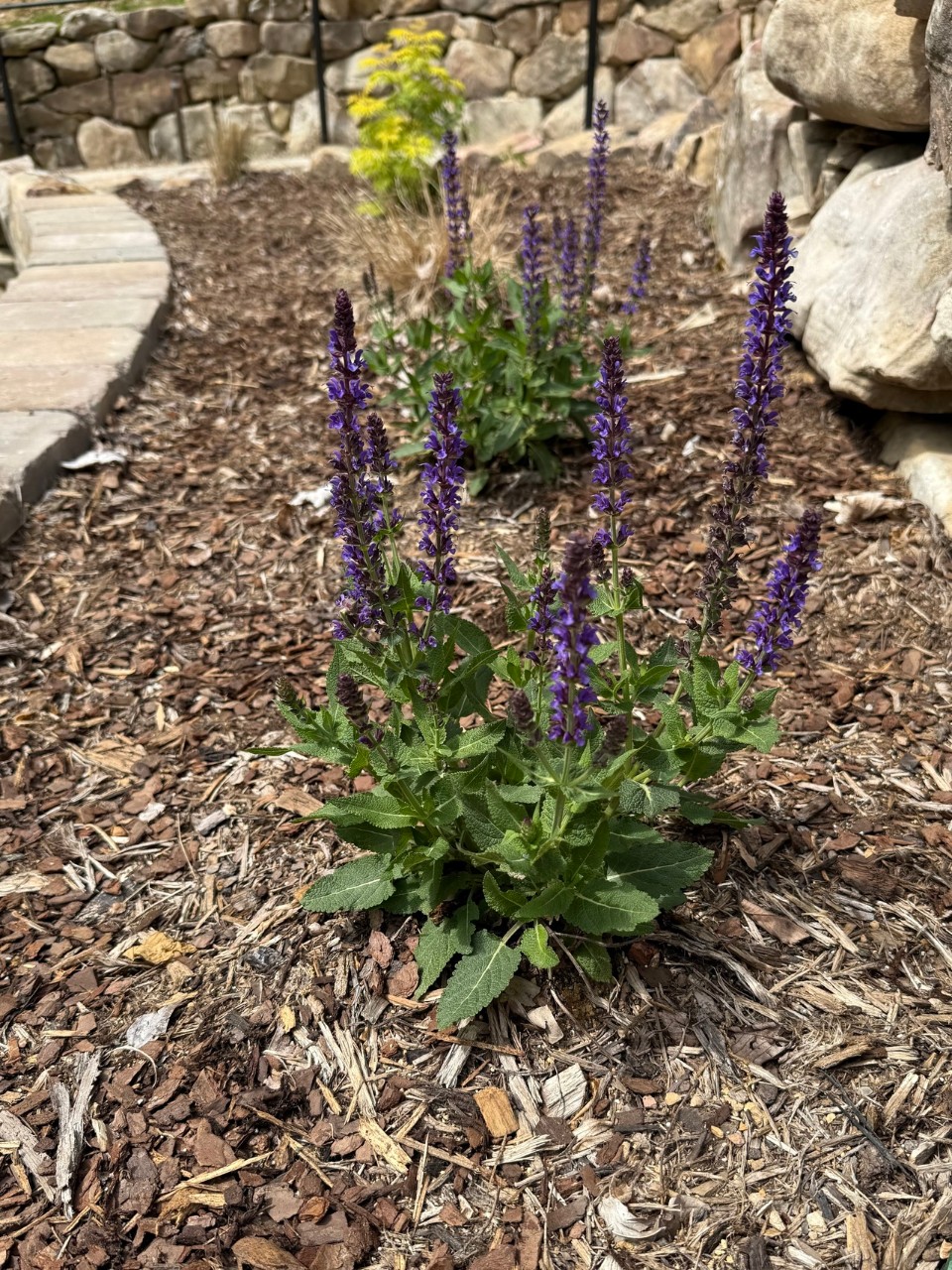 Spring_Salvia A small garden bed with multiple blooming purple salvia plants, surrounded by brown wood mulch. The area is bordered by a curved stone walkway and a low stone retaining wall. A yellow-green ornamental shrub is visible in the background.