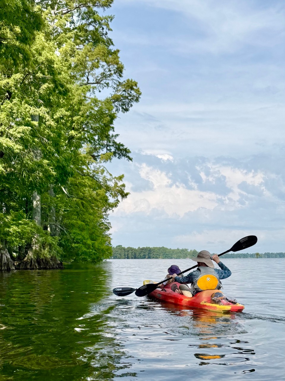 73f9f011dfcdbe7bddf55242 Two people paddle a red and yellow tandem kayak on Reelfoot Lake, moving alongside a line of cypress trees on the left. The sky above is bright blue with scattered white clouds.