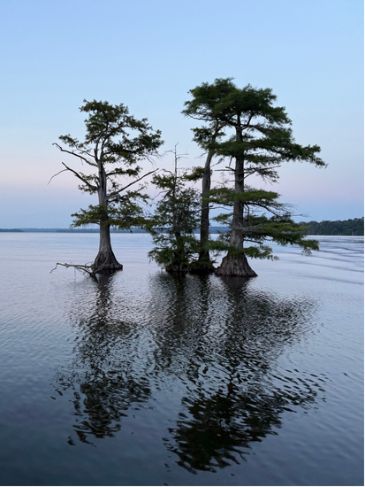 759a1044ce1d15232c0eeb68 A group of tall cypress trees stands in the still, calm waters of Reelfoot Lake at dusk, their reflections mirrored on the surface. The sky is a soft blue-gray, and the distant shoreline is visible on the horizon.