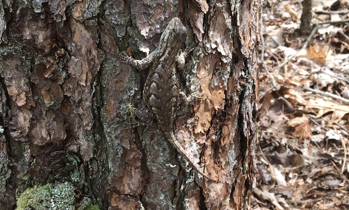 Close-up of a lizard camouflaged on rough, textured tree bark with a pattern of browns and grays, blending seamlessly with the bark's cracks and crevices, set against a forest floor background with dried leaves and twigs.
