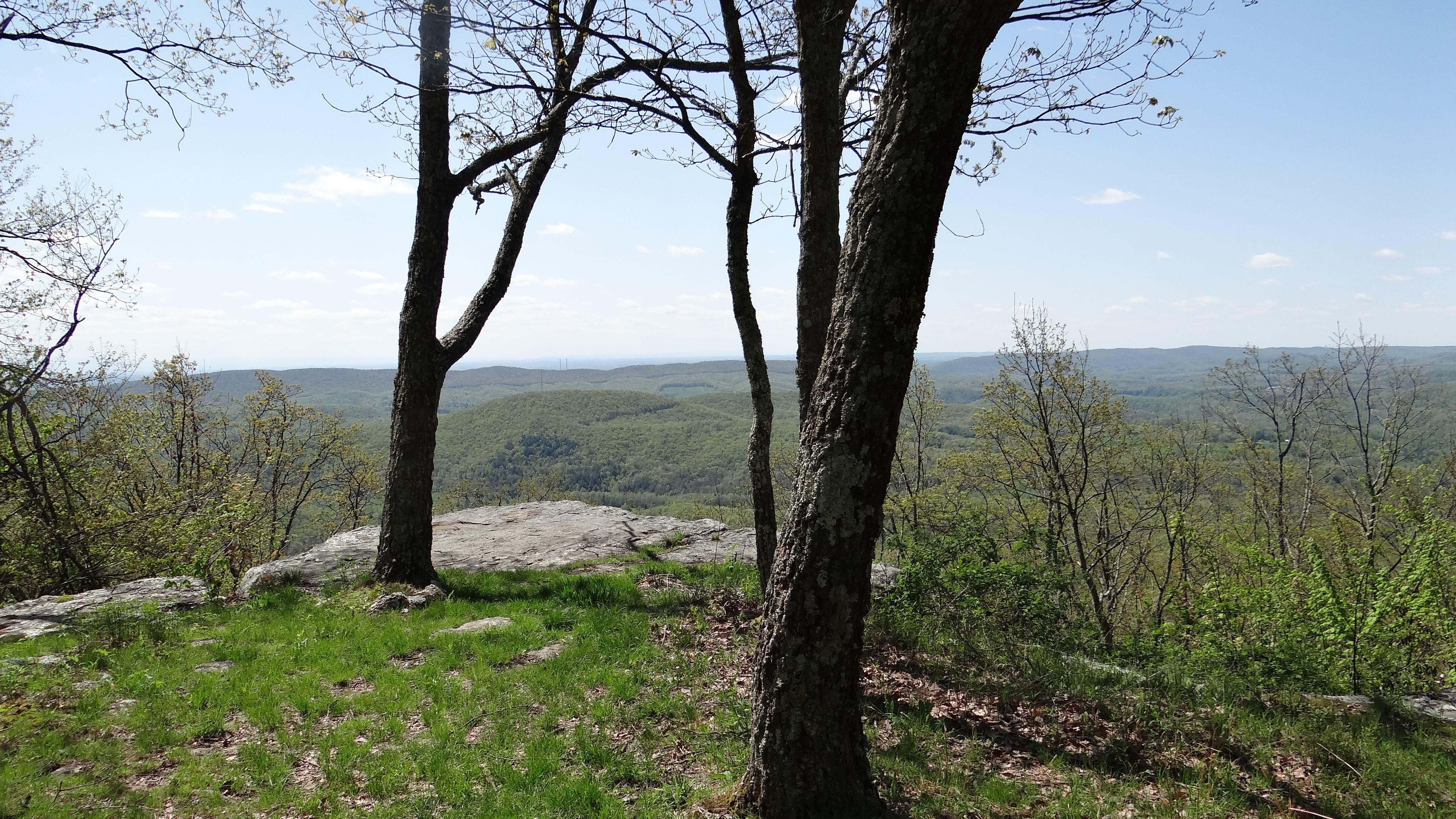 Panoramic view of a lush, green forest covering rolling hills, seen from a rocky ledge in the foreground. A thick, gnarled tree trunk extends vertically on the left, while the rock surface shows cracks and patches of moss. The distant hills fade into a hazy blue under a clear sky with wispy white clouds, evoking a serene wilderness setting.