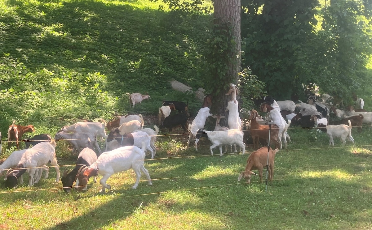 A group of goats grazing in a lush, green fenced pasture with a large tree in the center, some goats standing on their hind legs to reach leaves, surrounded by dense foliage under bright sunlight.