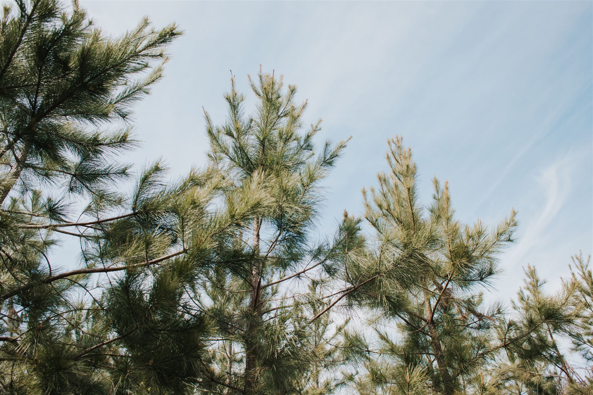 Upward view of a pine tree canopy with dense green needles and dark brown branches silhouetted against a light blue sky. Wispy white clouds stretch across the sky, adding texture. The perspective highlights the intricate patterns of the foliage and evokes a serene, natural atmosphere.