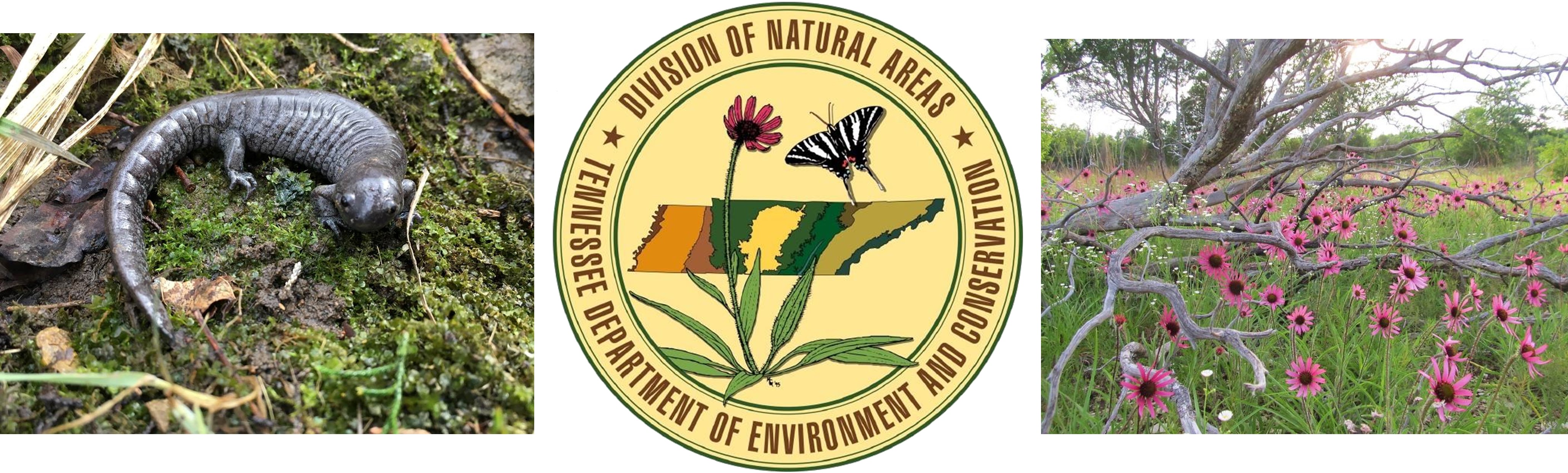 TDEC Division of Natural Areas Logo with images of streamside salamander and Tennessee coneflower