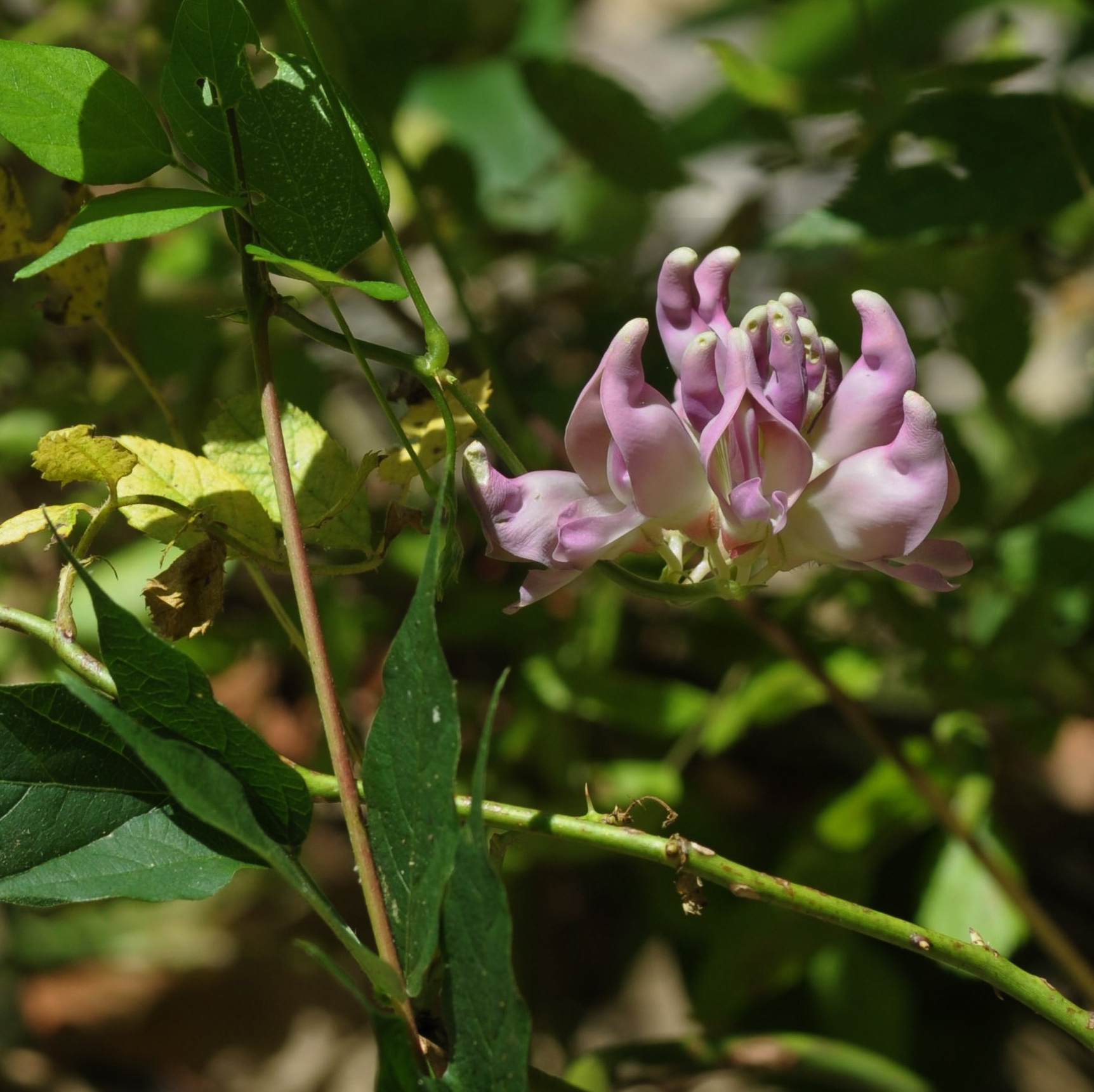 Price's potato bean (Apios priceana), a large, light purple pea-like flower