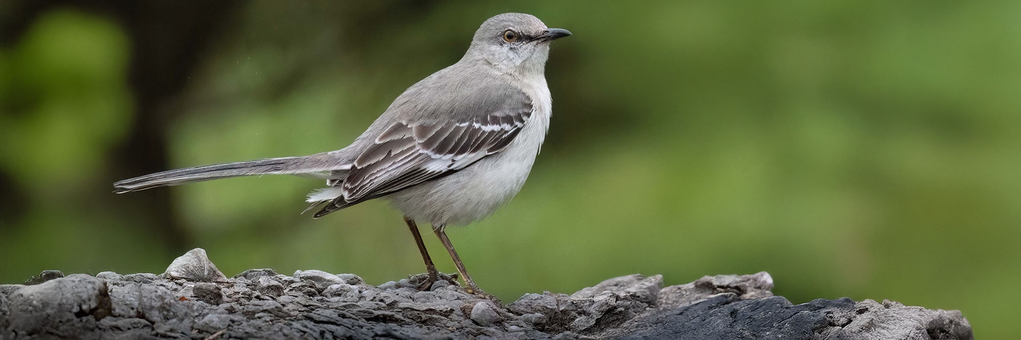 A small gray and white bird in front of a varying background of green