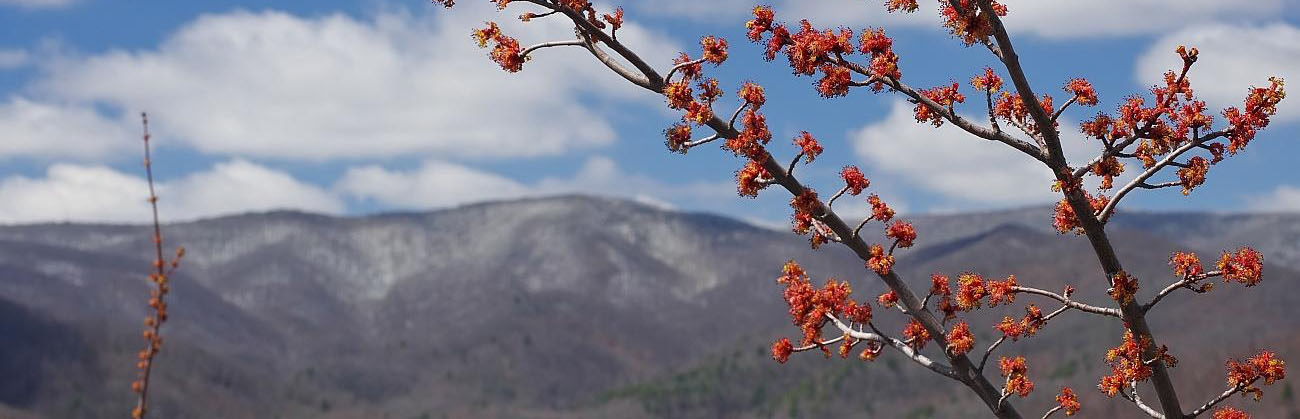 Close up of a budding tree with mountains in the background.