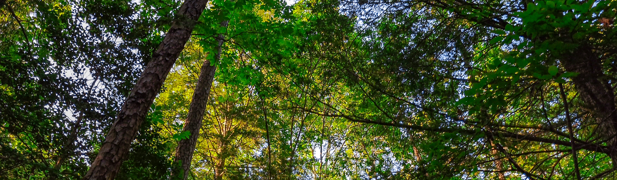 East Tennessee Forest