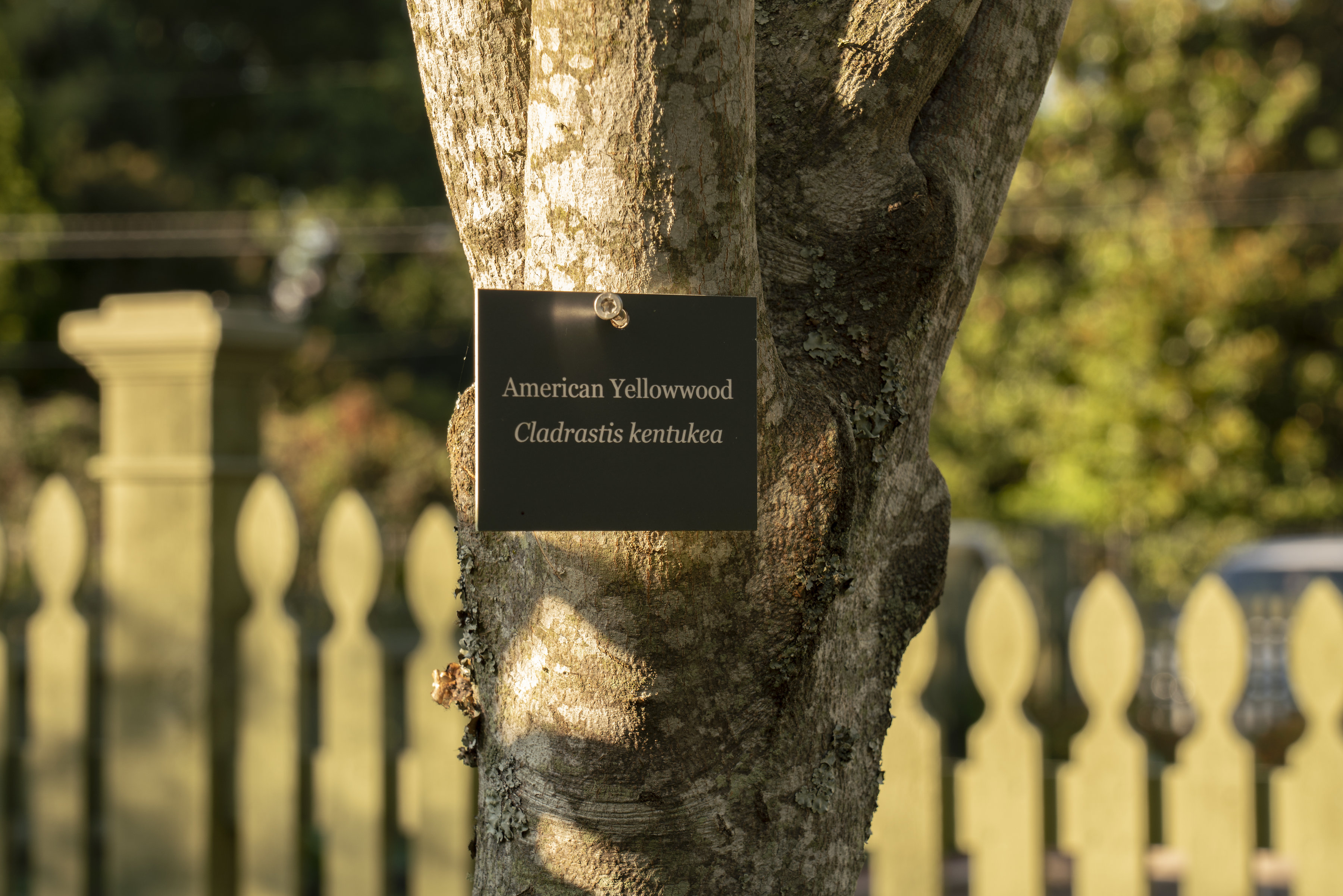 Tennessee Residence Tree