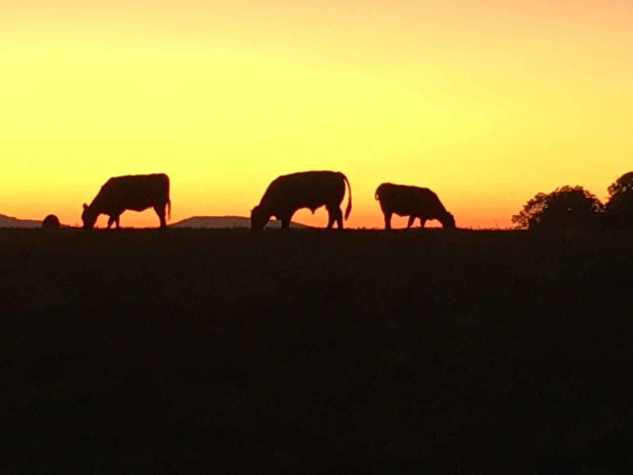 Farm Cows 
