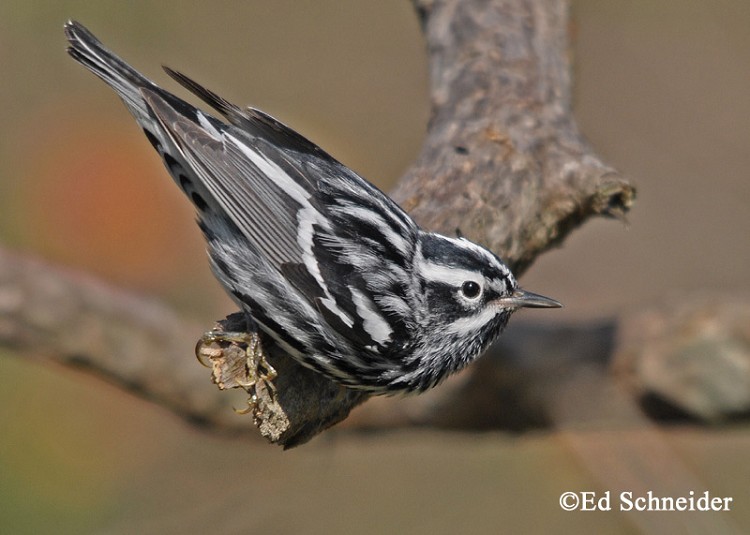 Blackandwhite Warbler State of Tennessee, Wildlife Resources Agency