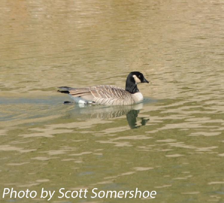 Cackling Goose - eBird