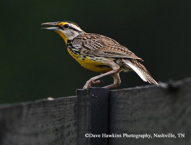 Eastern Meadowlark State of Tennessee, Wildlife Resources Agency