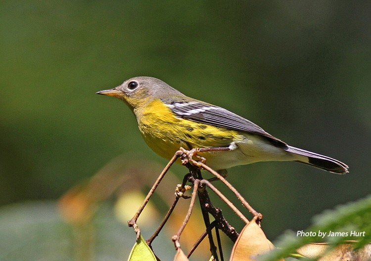 Magnolia Warbler | State of Tennessee, Wildlife Resources Agency