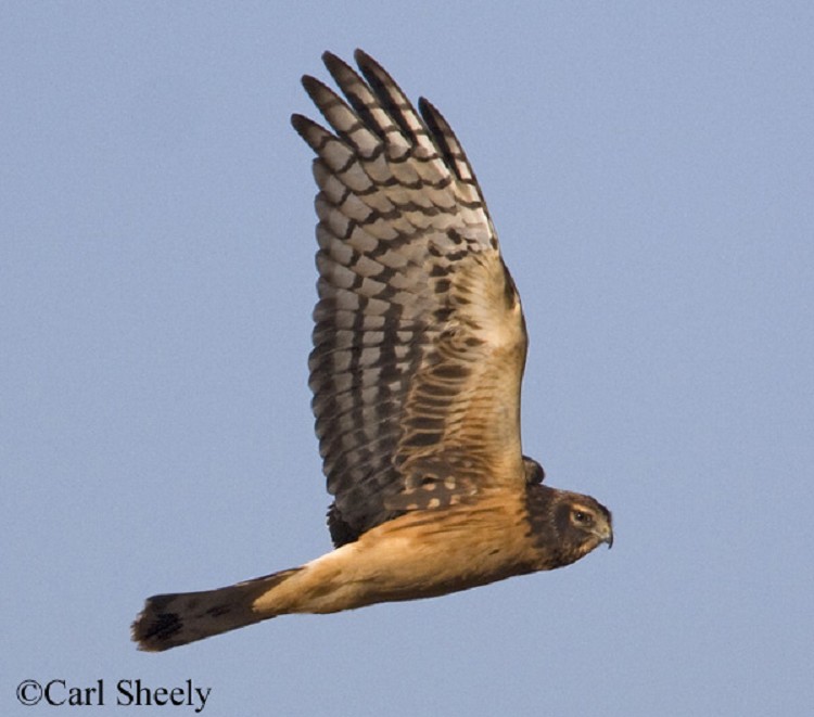 Northern Harrier | State of Tennessee, Wildlife Resources Agency